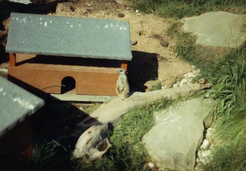 meerkat 1987