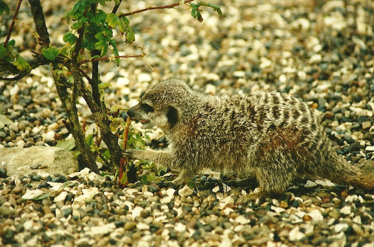 Meerkat 19th August 2000