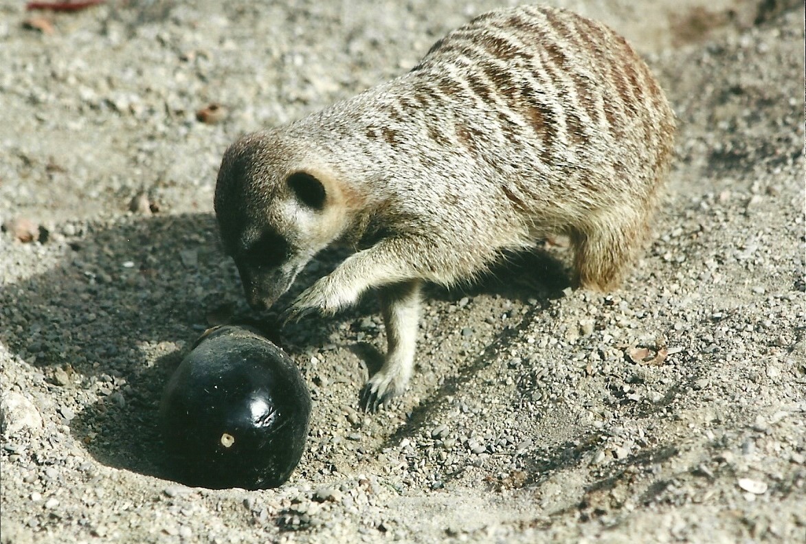 Meerkat 19th May 2013
