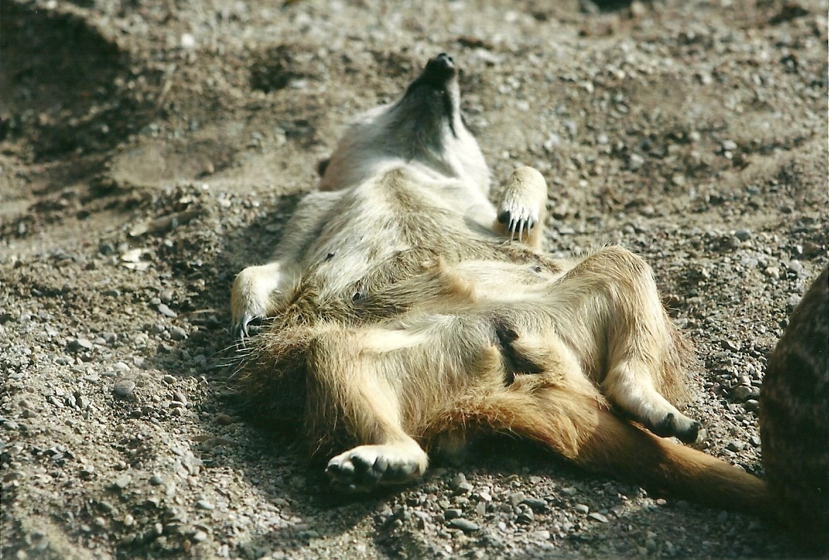 Meerkat 19th May 2013