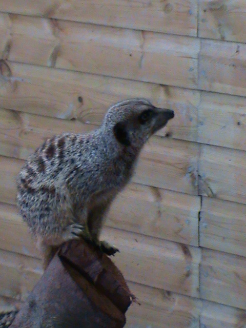meerkat 2 07/10