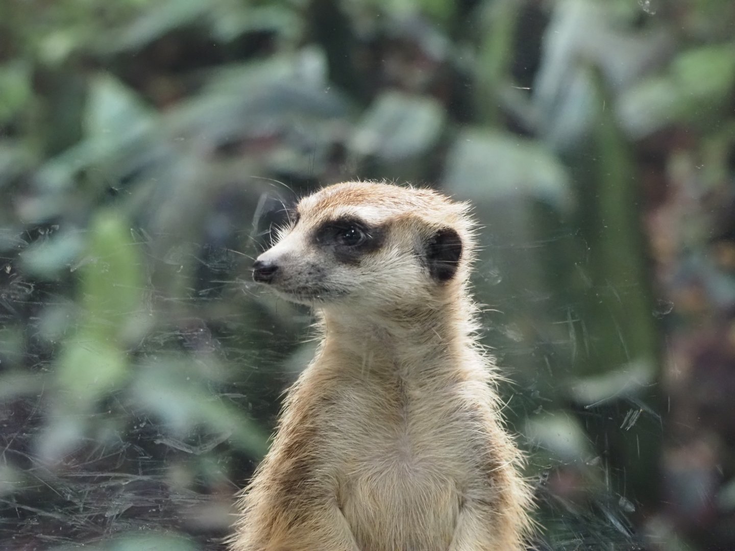 Meerkat 2