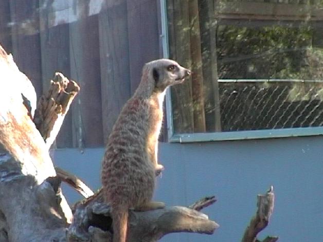 Meerkat (2004)