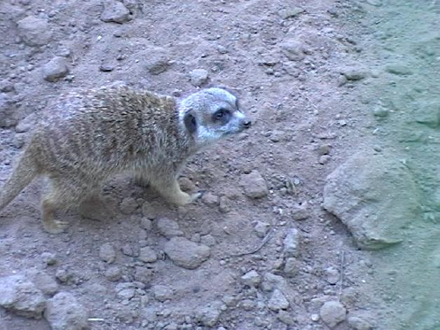 Meerkat (2004)