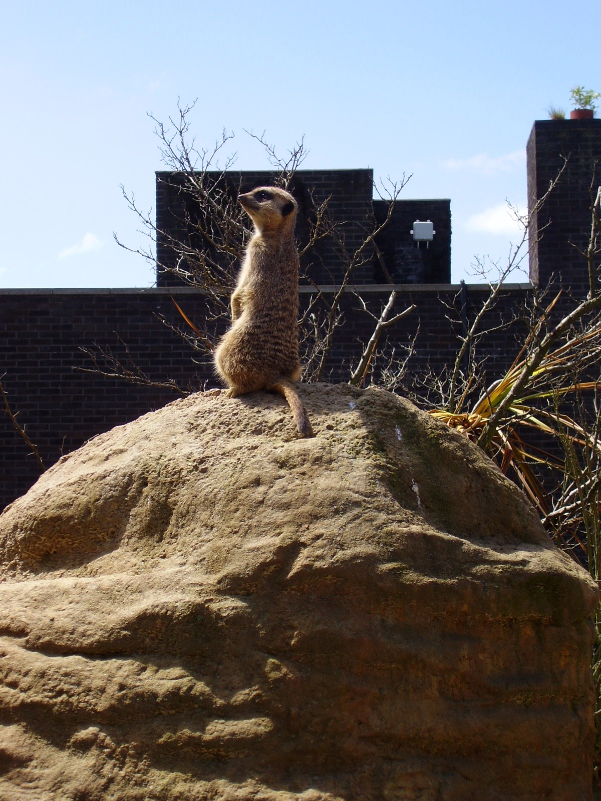 Meerkat - 2007