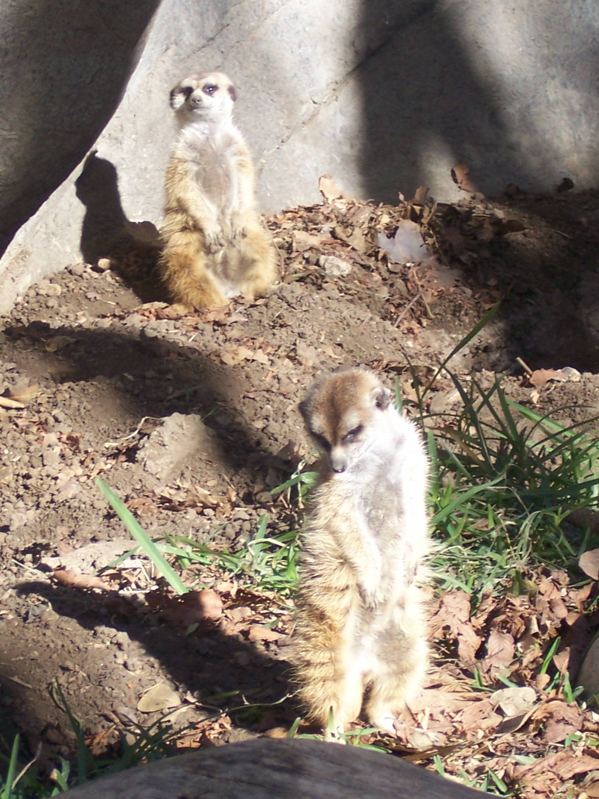Meerkat 2007