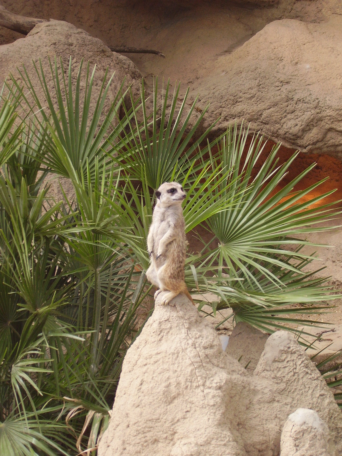 Meerkat - 2008