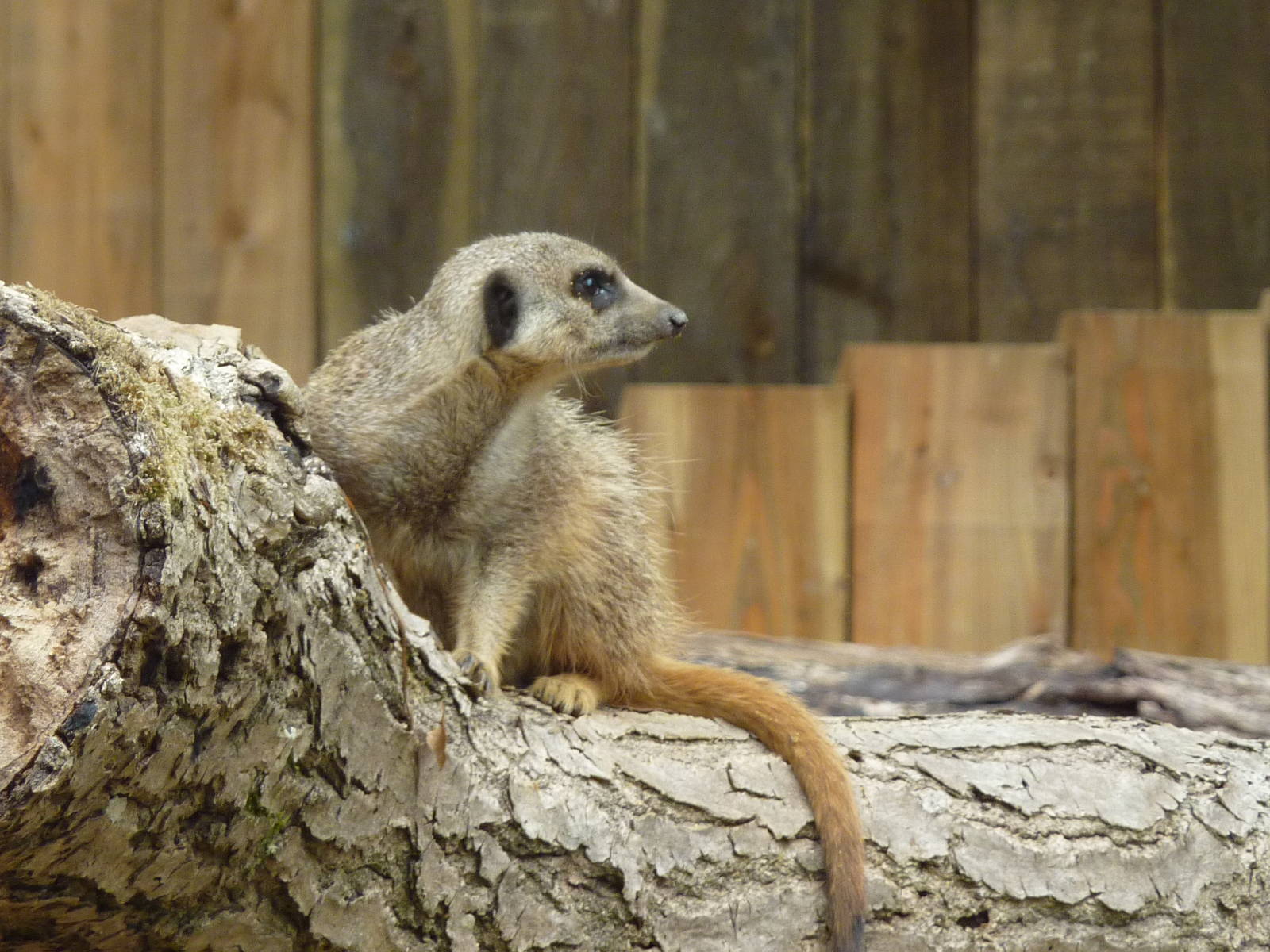 Meerkat- 2011
