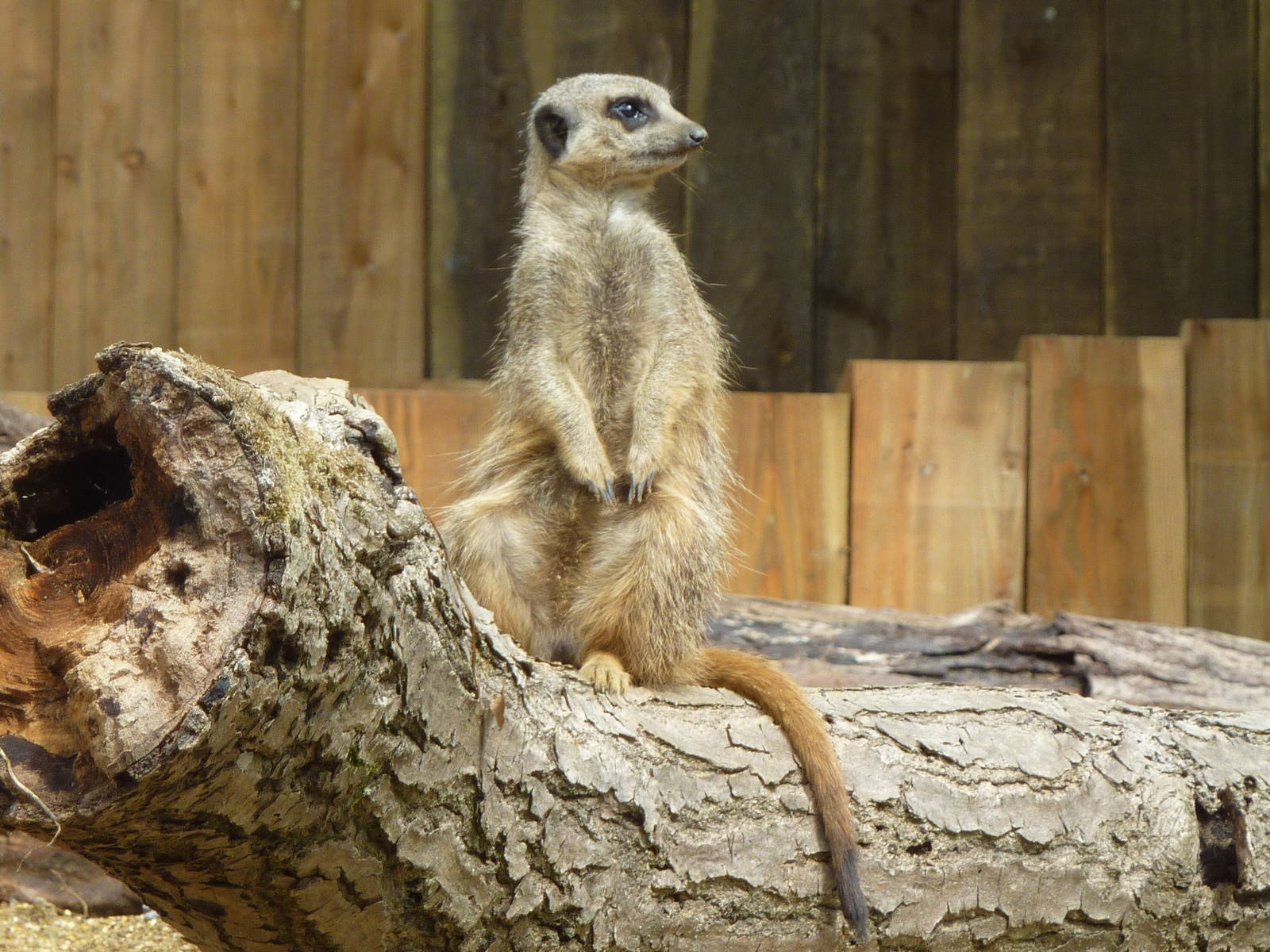 Meerkat - 2011