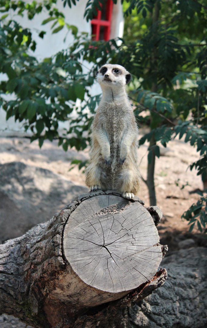 Meerkat (2013)