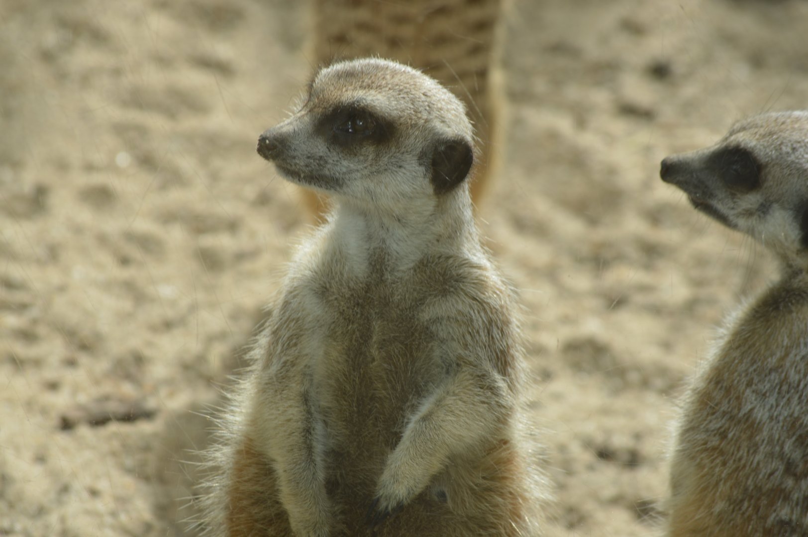 Meerkat, 2017