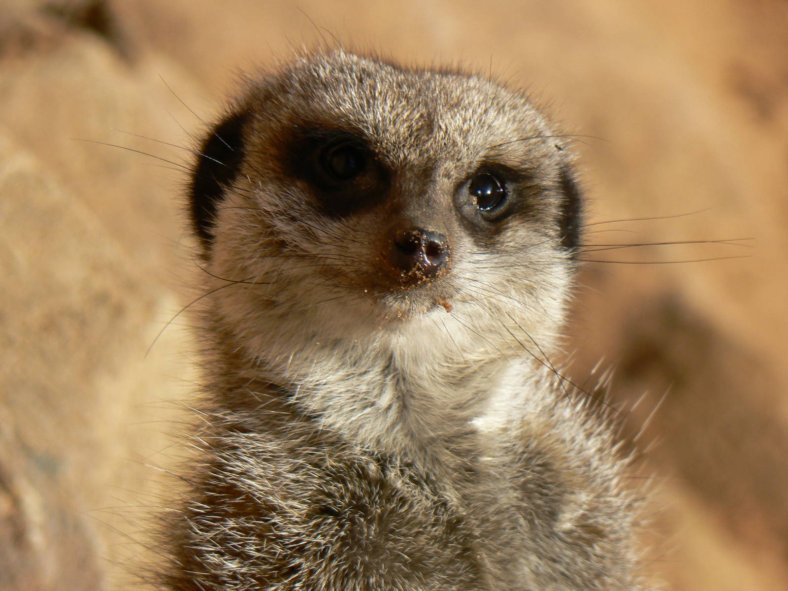 Meerkat - 22 November 2015