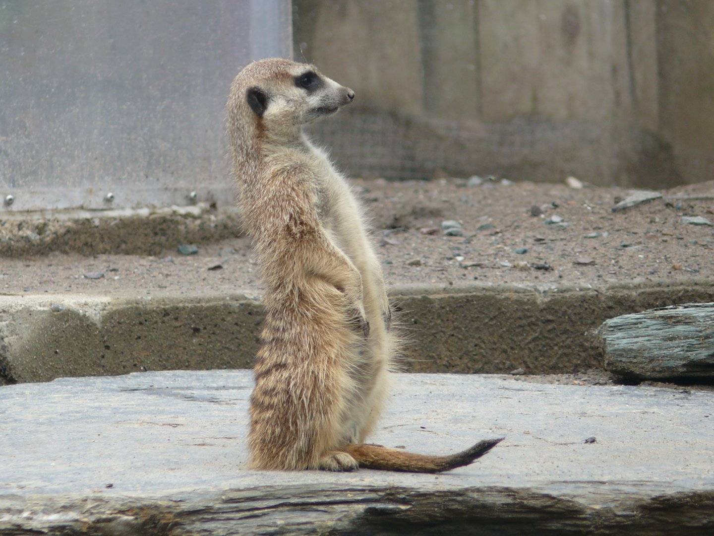 Meerkat - 24-08-2020