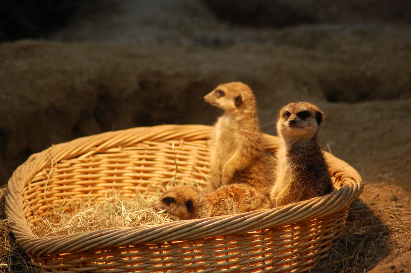 Meerkat 27-02-2011
