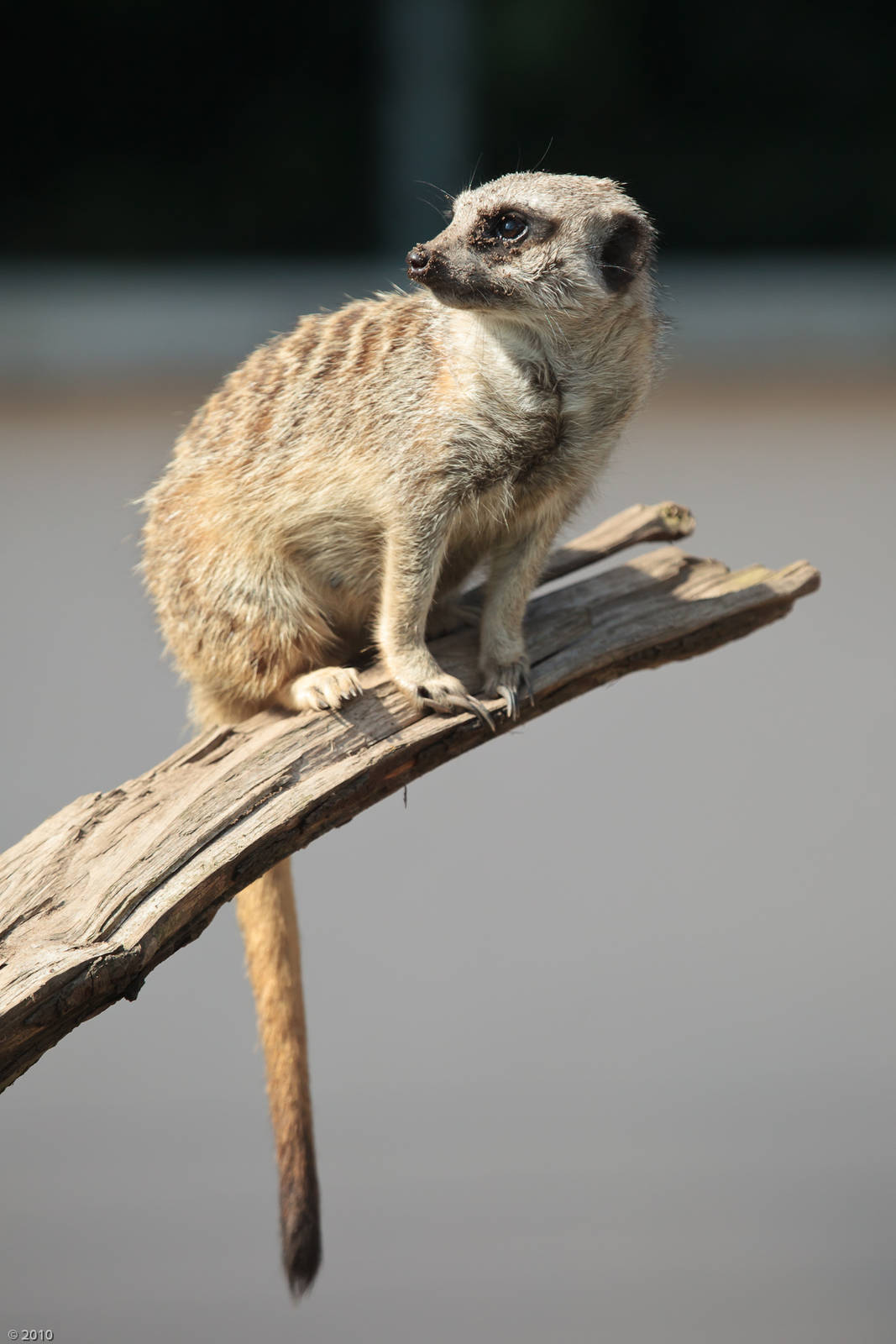 Meerkat - 27/08/2010