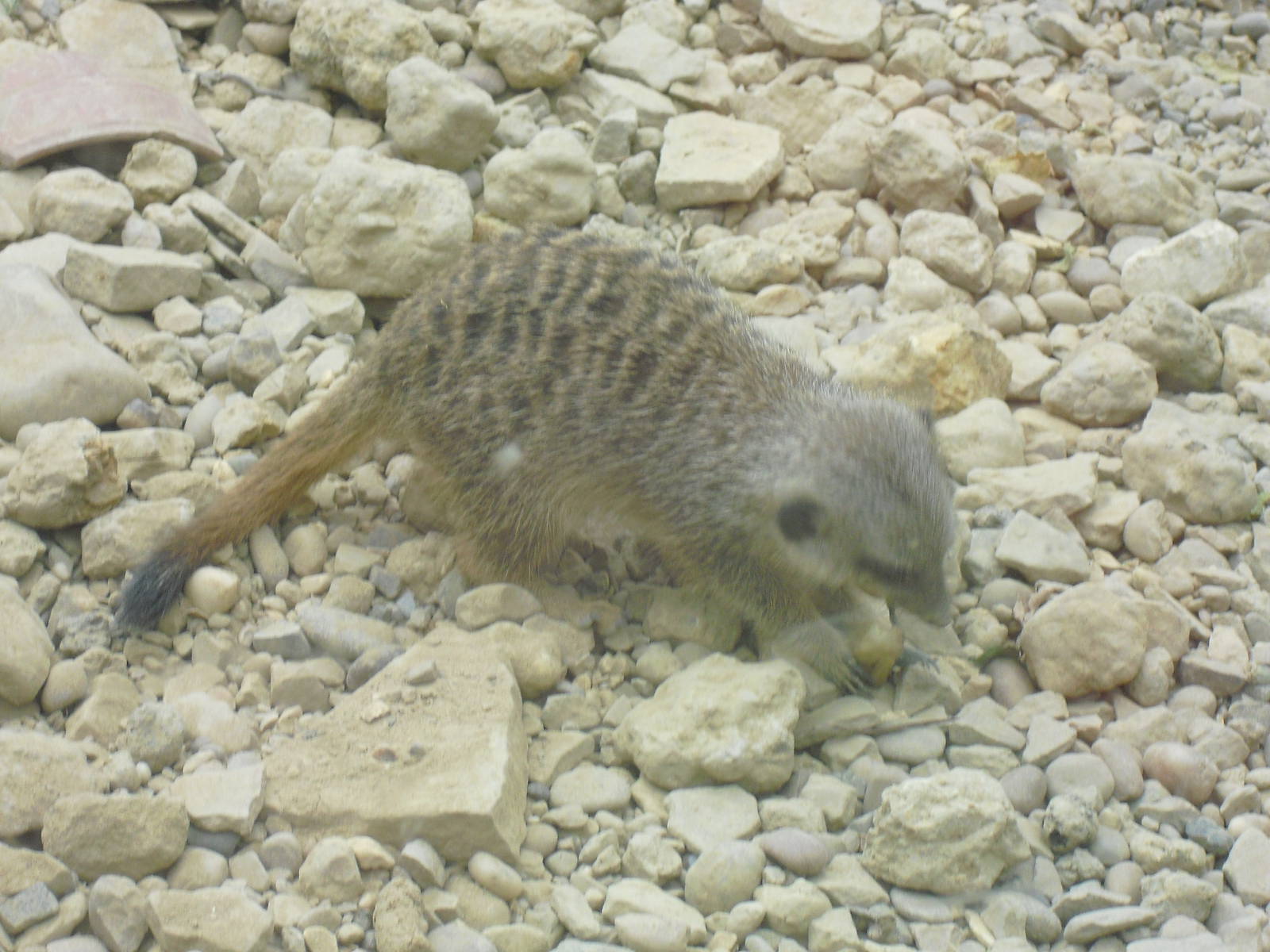 Meerkat - 27/10/2011