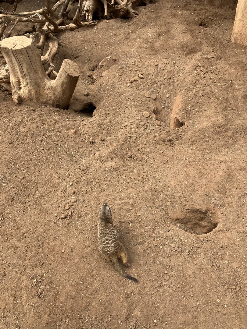 Meerkat, 28/3/2024
