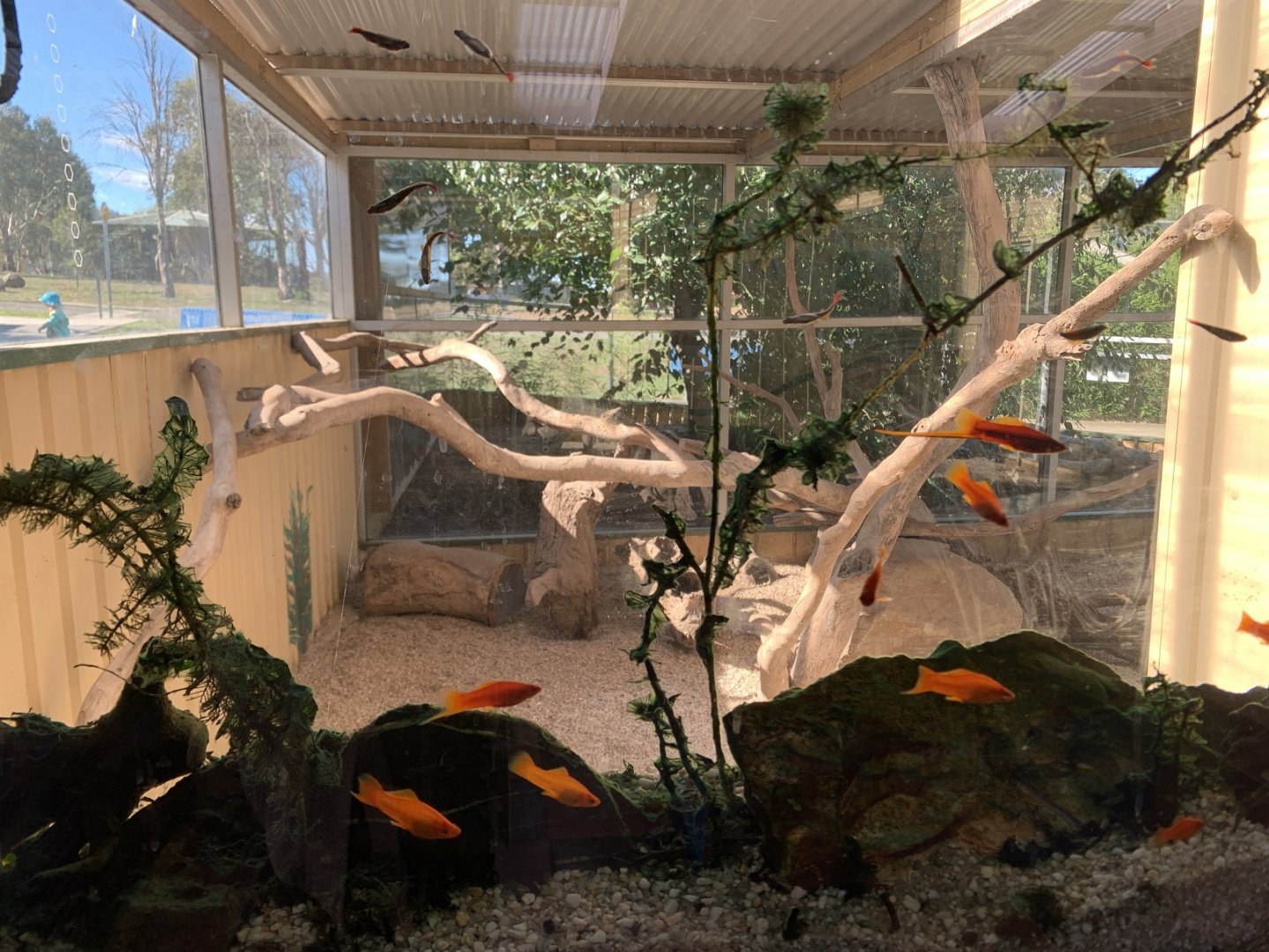 Meerkat 2nd Enclosure 1/3