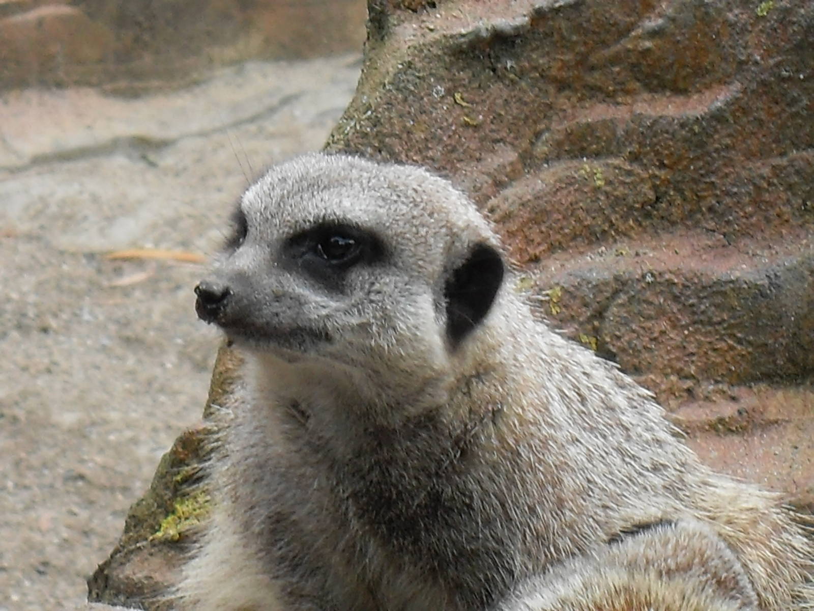 meerkat 3 07/10