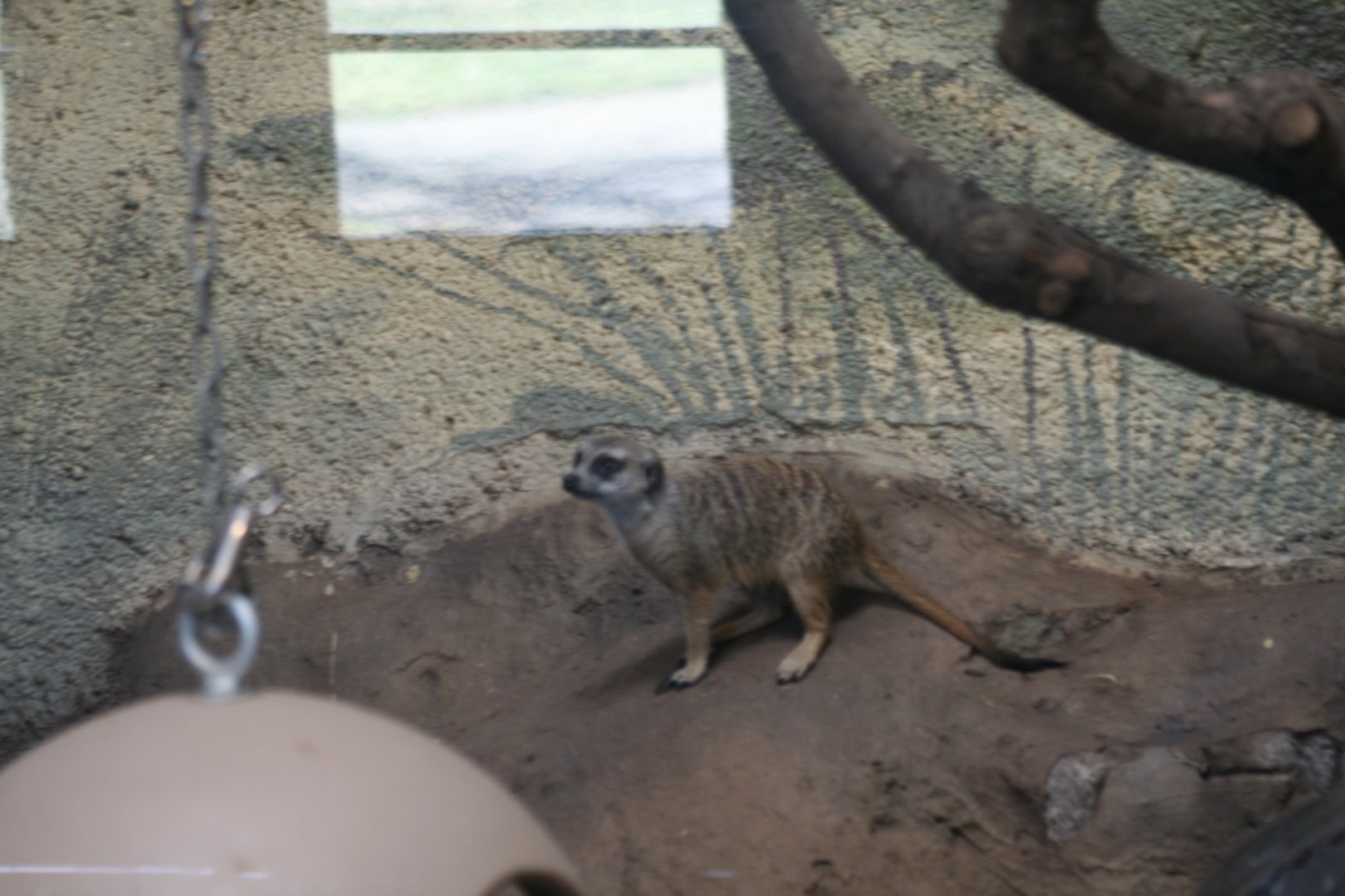 Meerkat(3/9/2025)