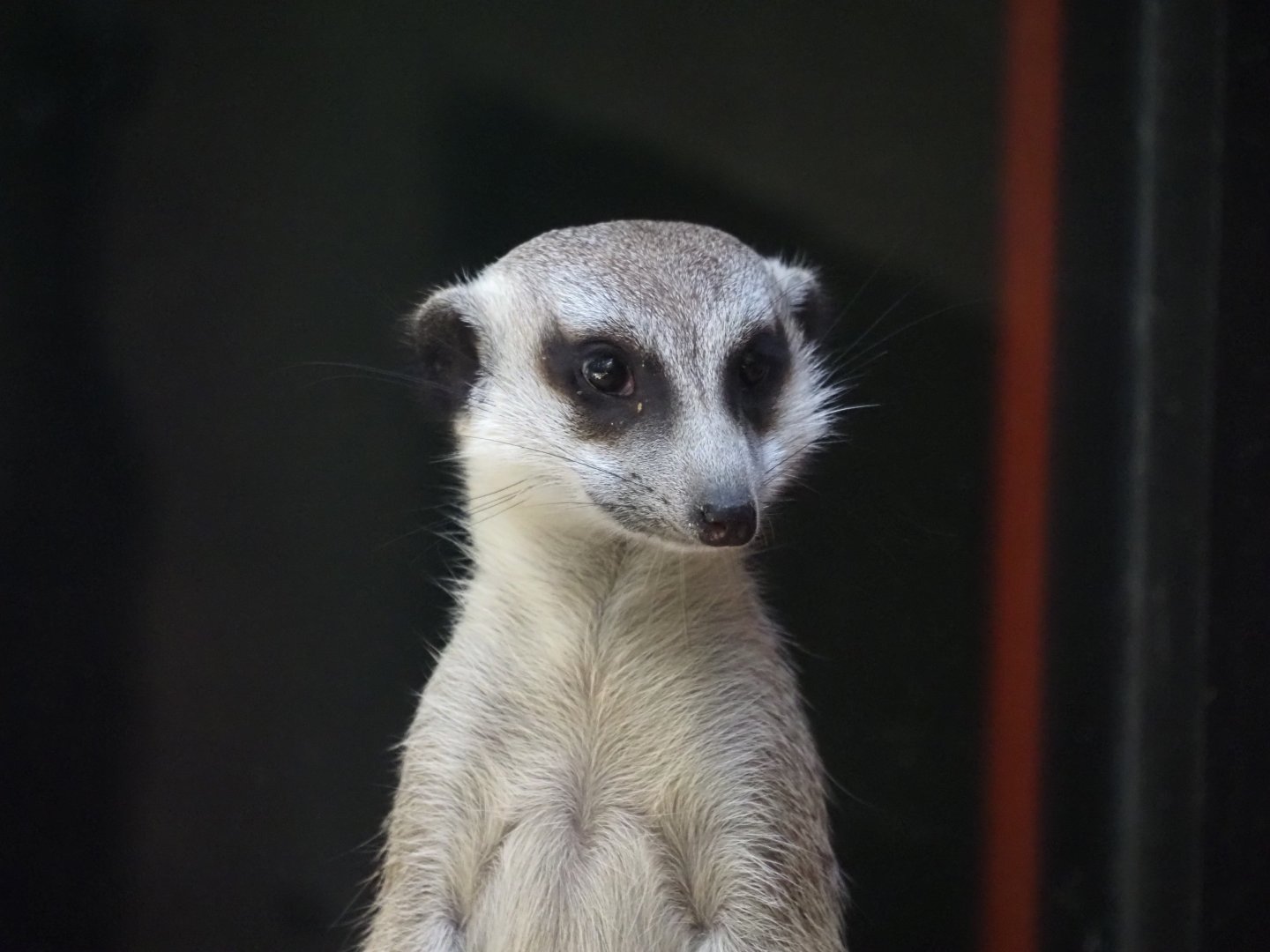 Meerkat 3