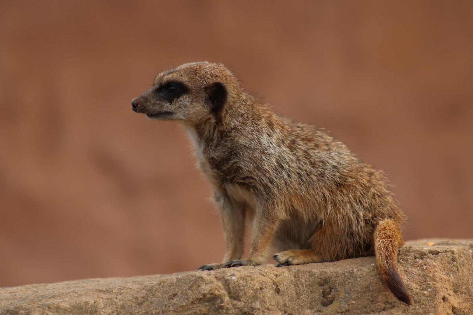 Meerkat - 30 July 2020