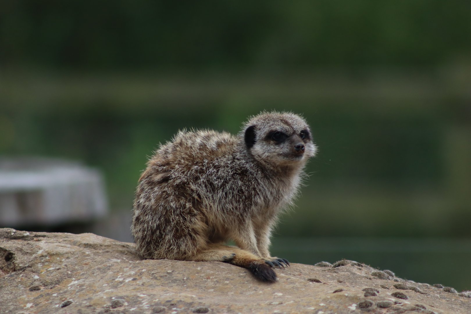 Meerkat - 4 June 2022