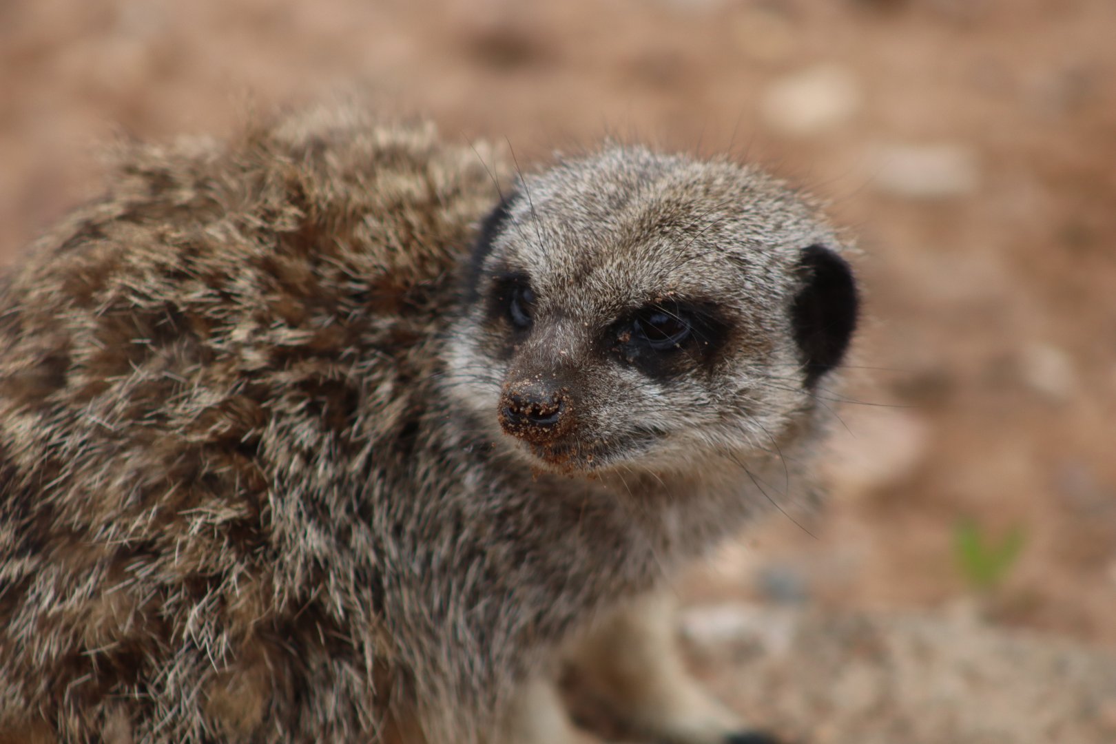 Meerkat - 4 June 2022