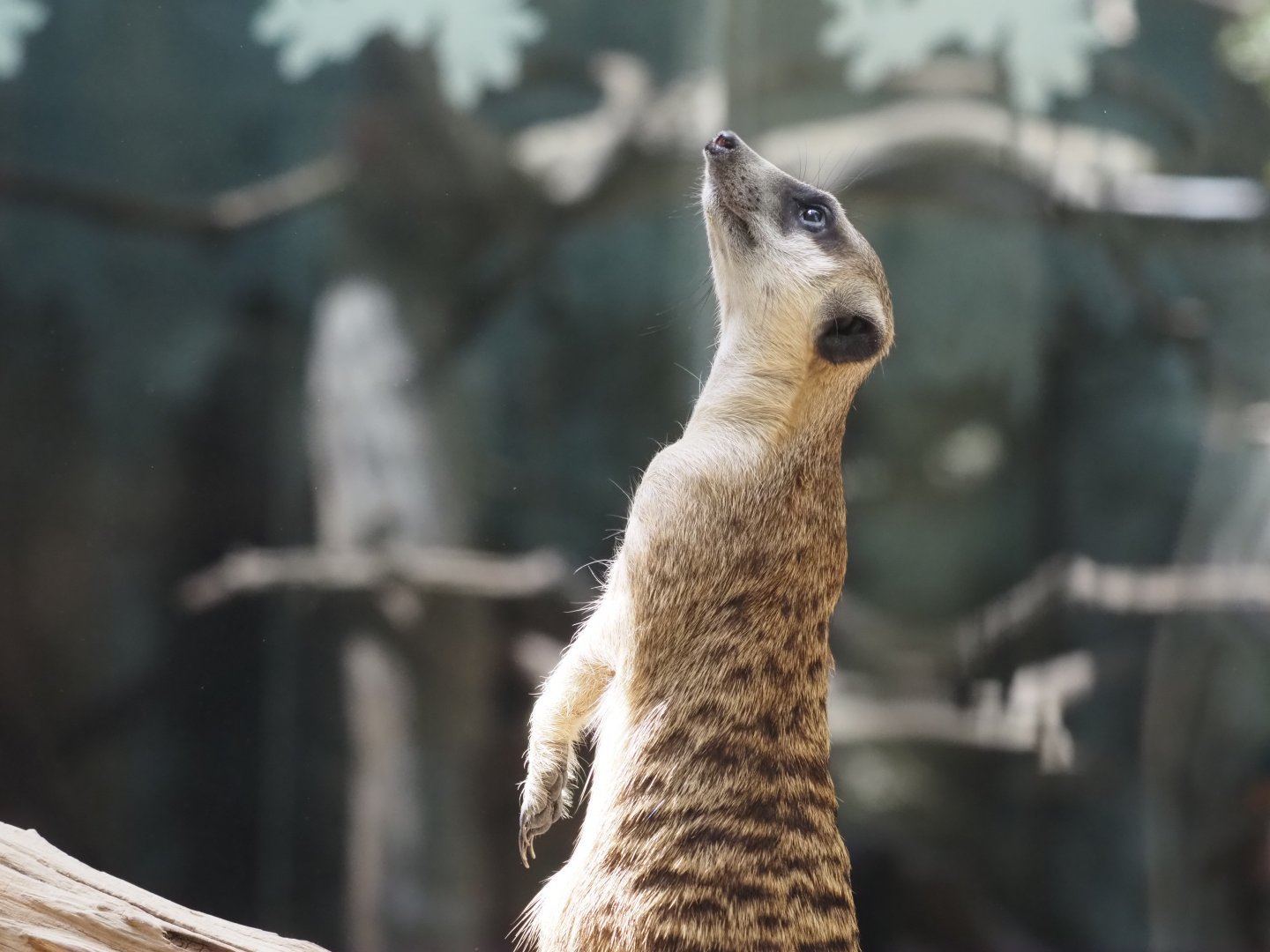 Meerkat 4