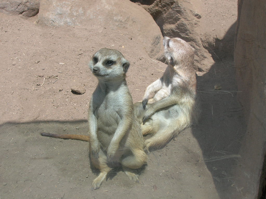 Meerkat 5-19-10