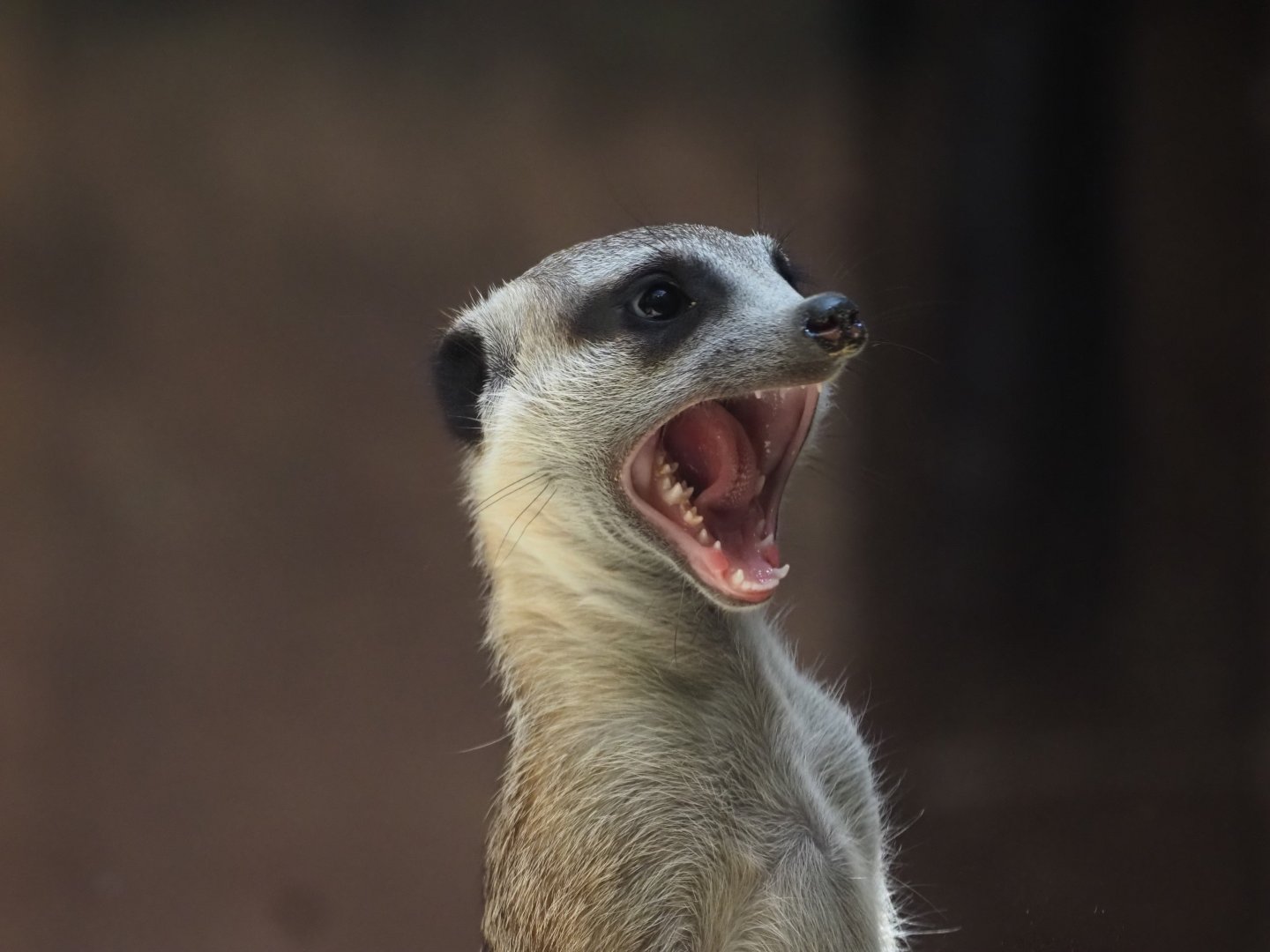 Meerkat 5