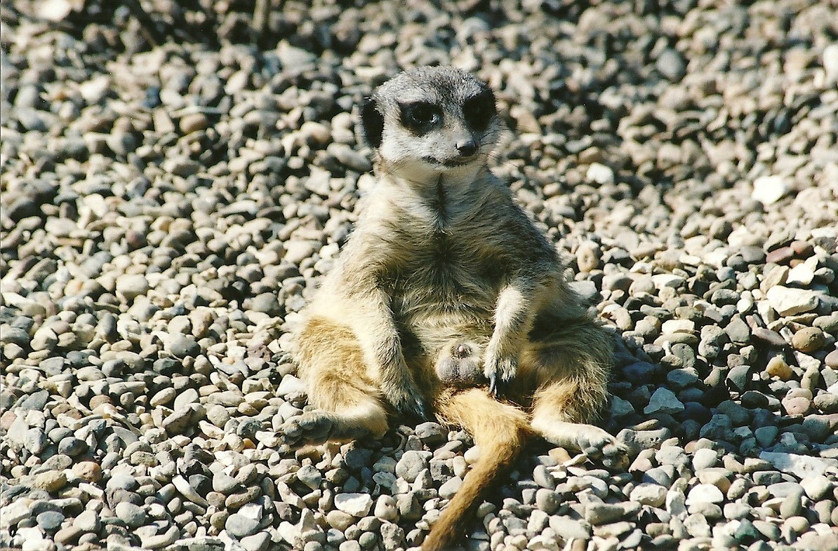 Meerkat 5th May 2006
