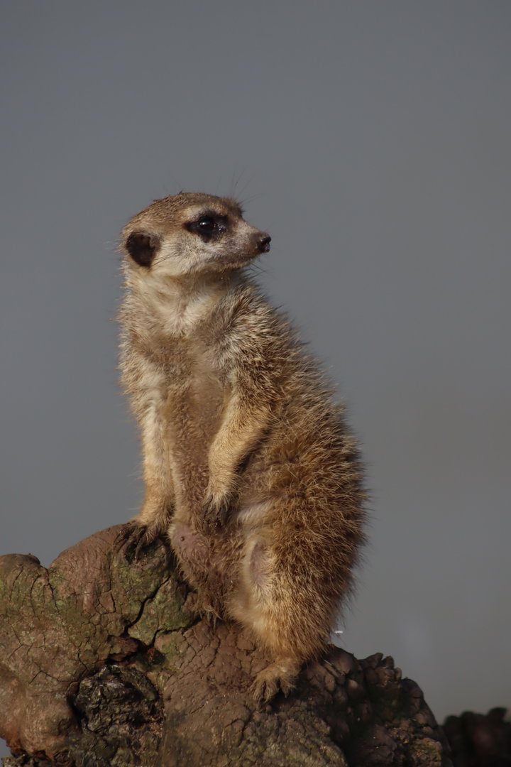 Meerkat - 8 November 2022