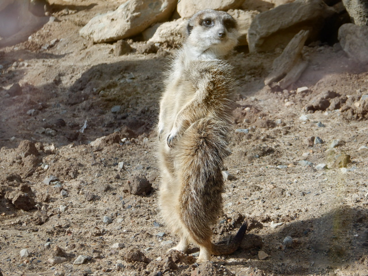 Meerkat a the Greensboro Science Center