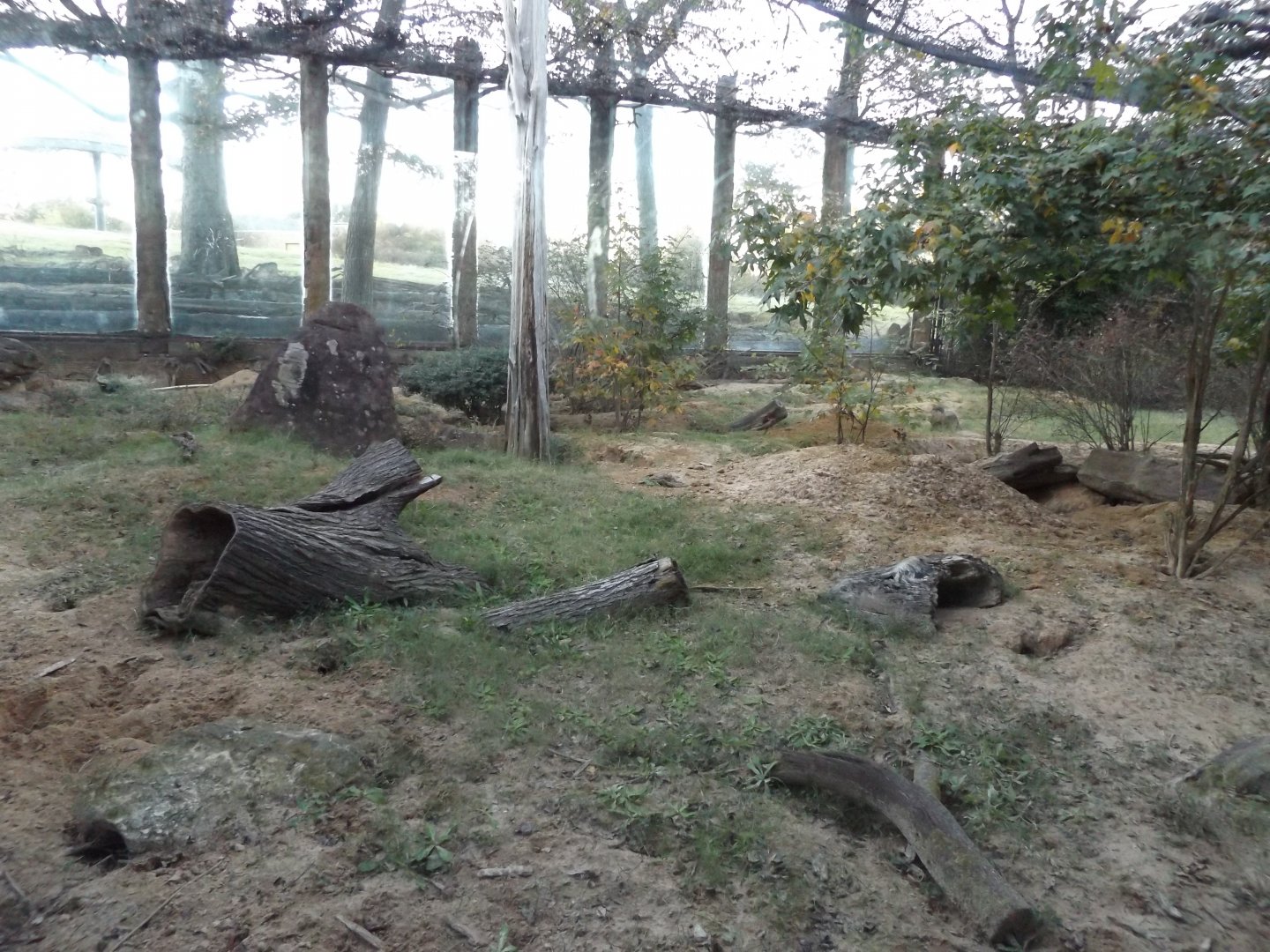 Meerkat & African crested Porcupine Exhibit