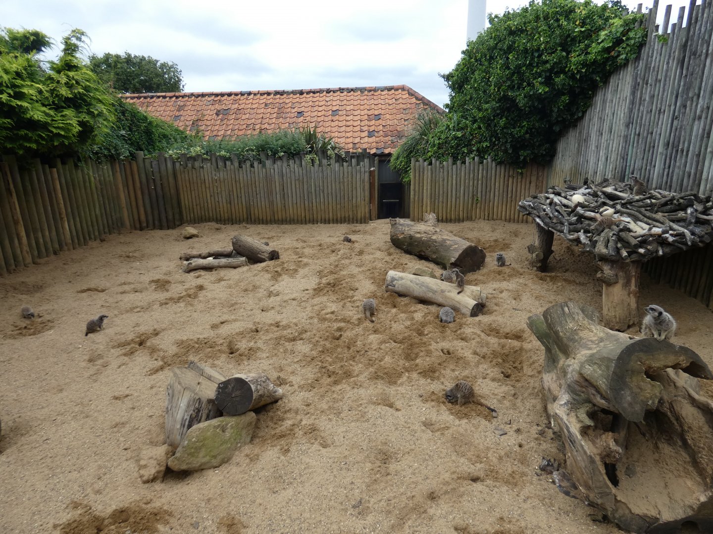 Meerkat and Aardvark outdoor enclosure