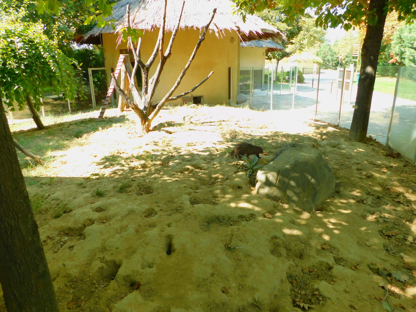 Meerkat and African Brush-tail Porcupine Enclosure