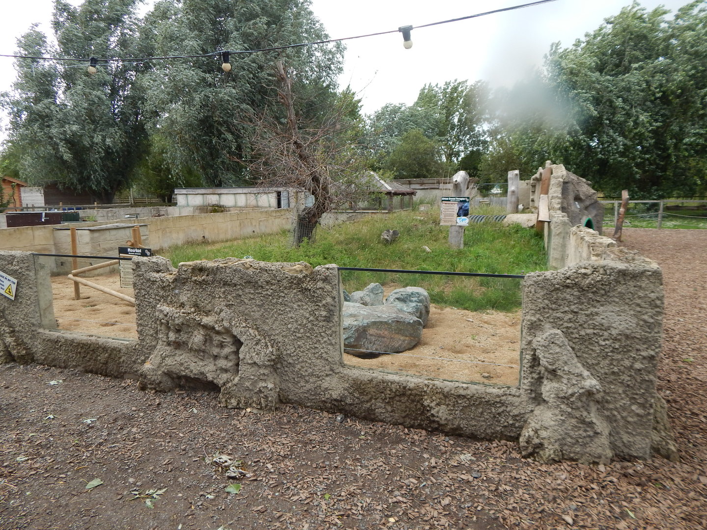 Meerkat and African crested porcupine exhibit 150723