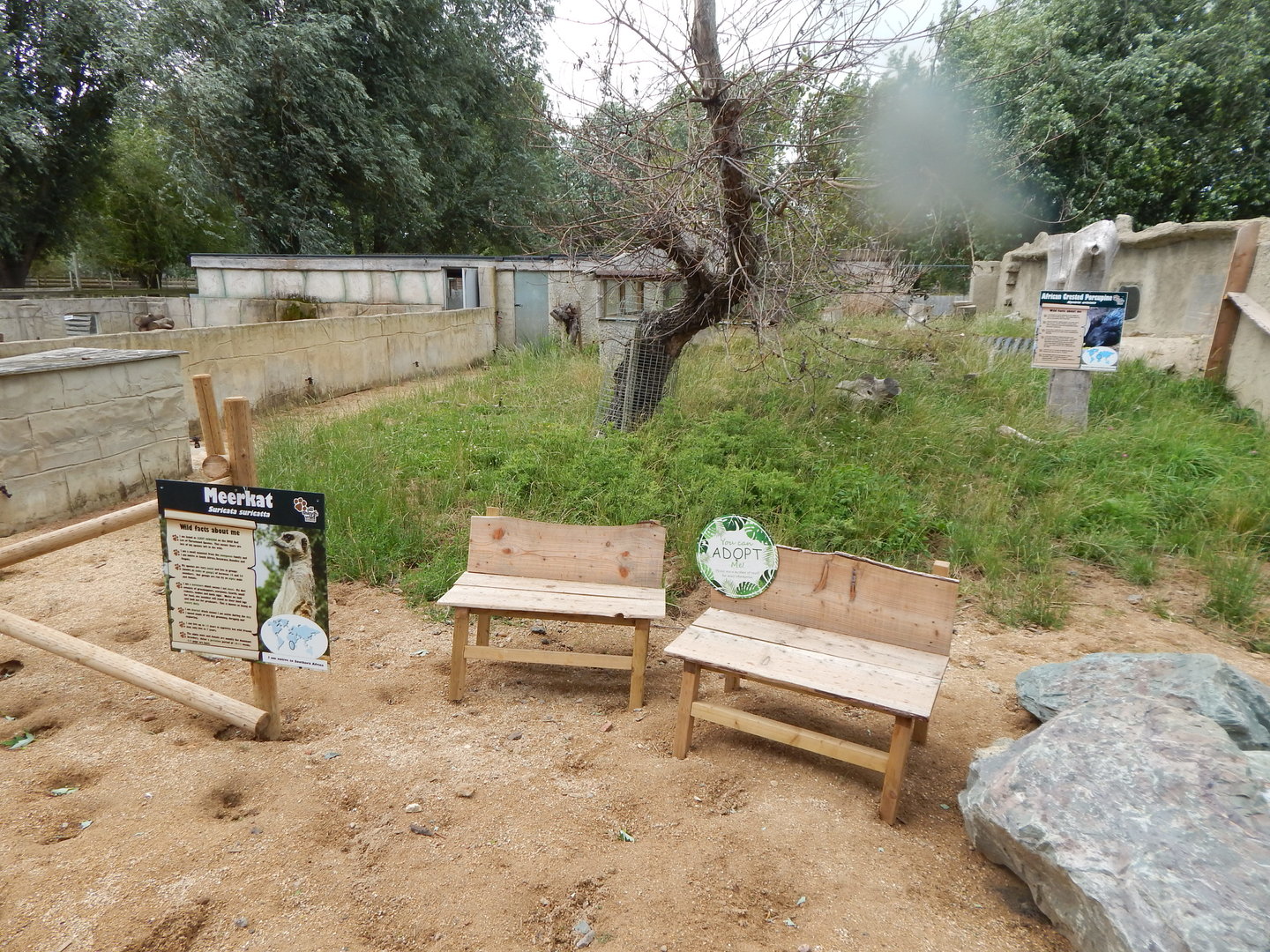 Meerkat and African crested porcupine exhibit 150723