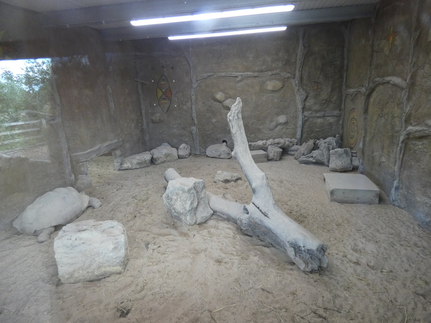 Meerkat and African spurred tortoise indoor enclosure