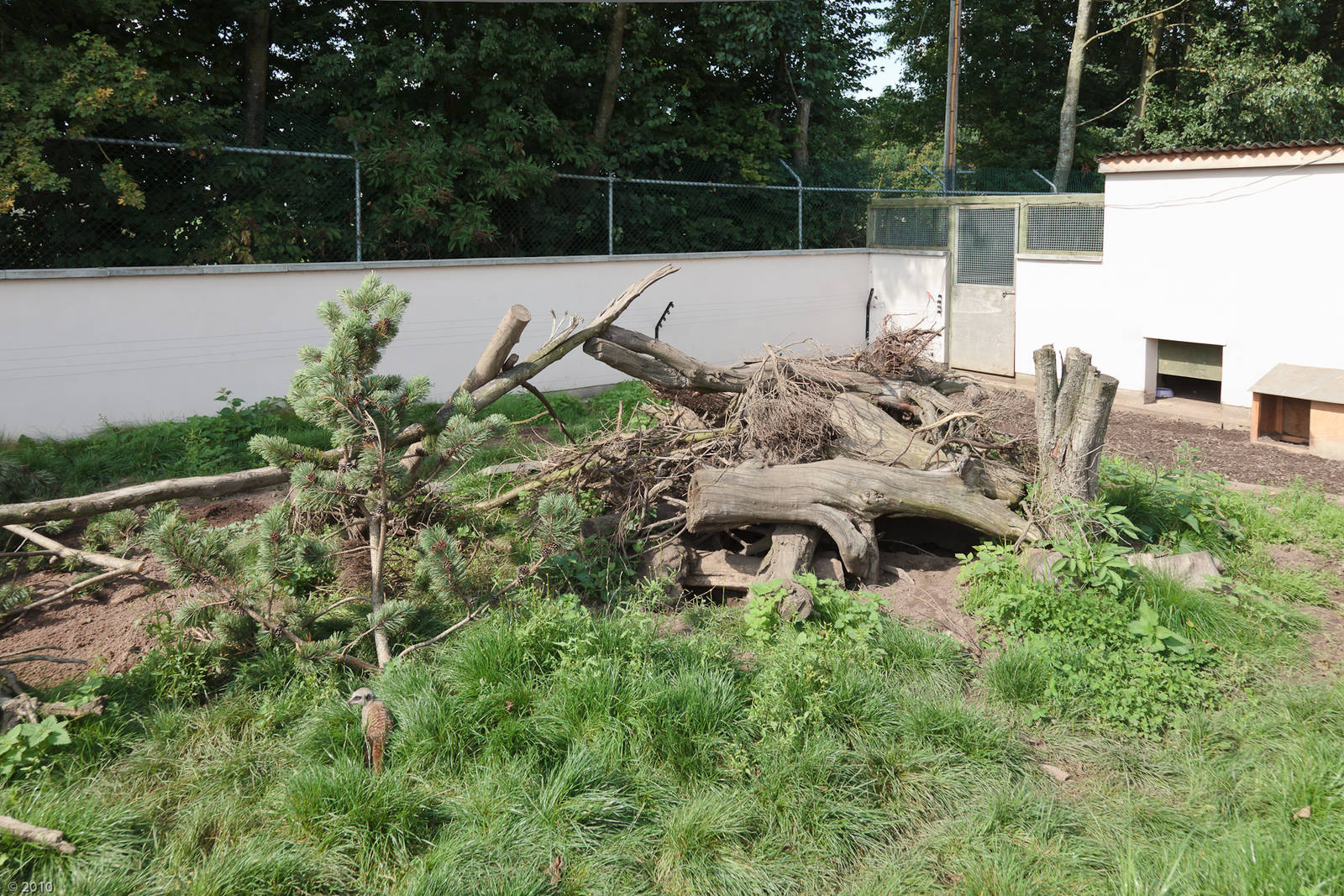 Meerkat and Bat-Eared Fox Enclosure - 27/08/2010