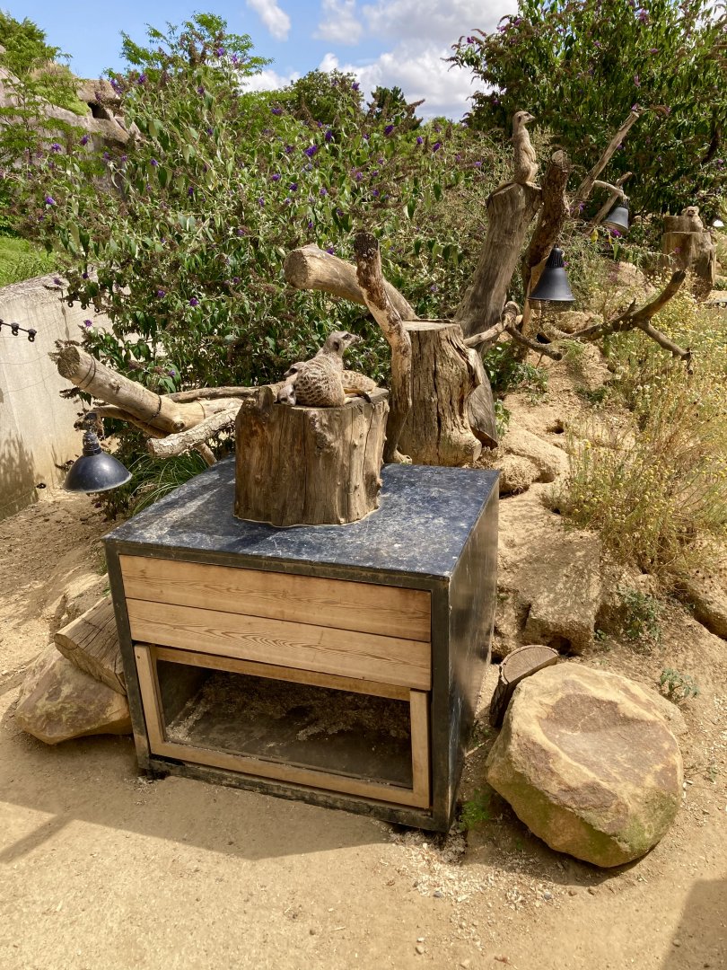 Meerkat and Bat eared fox exhibit