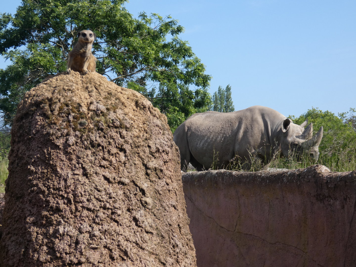 Meerkat and black rhinoceros