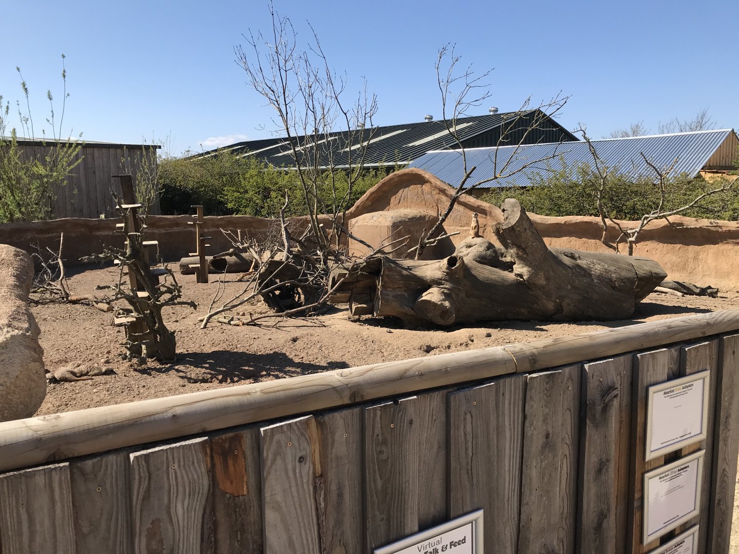 Meerkat and Cape Porcupine Enclosure