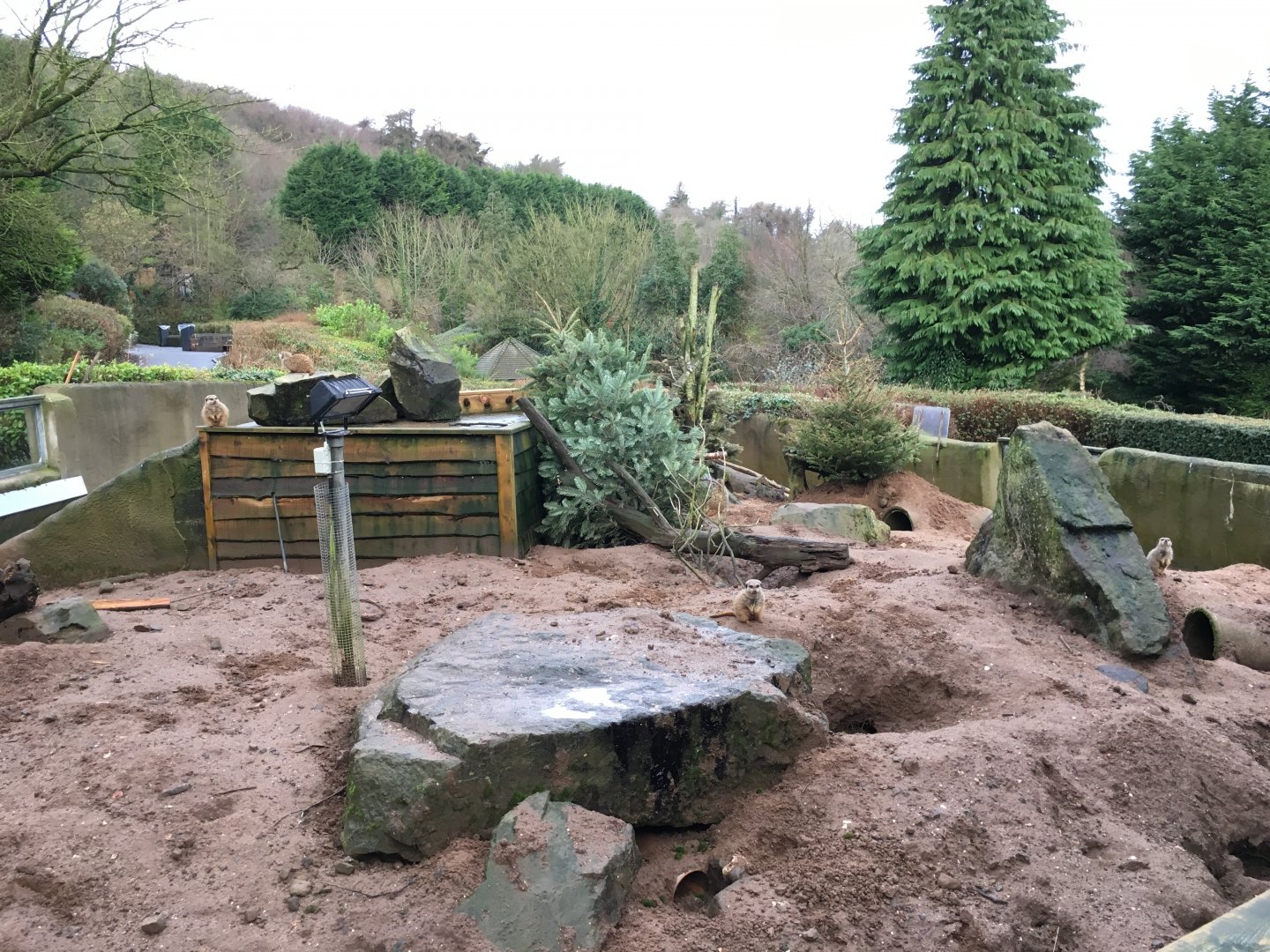 Meerkat and Cape Porcupine Exhibit