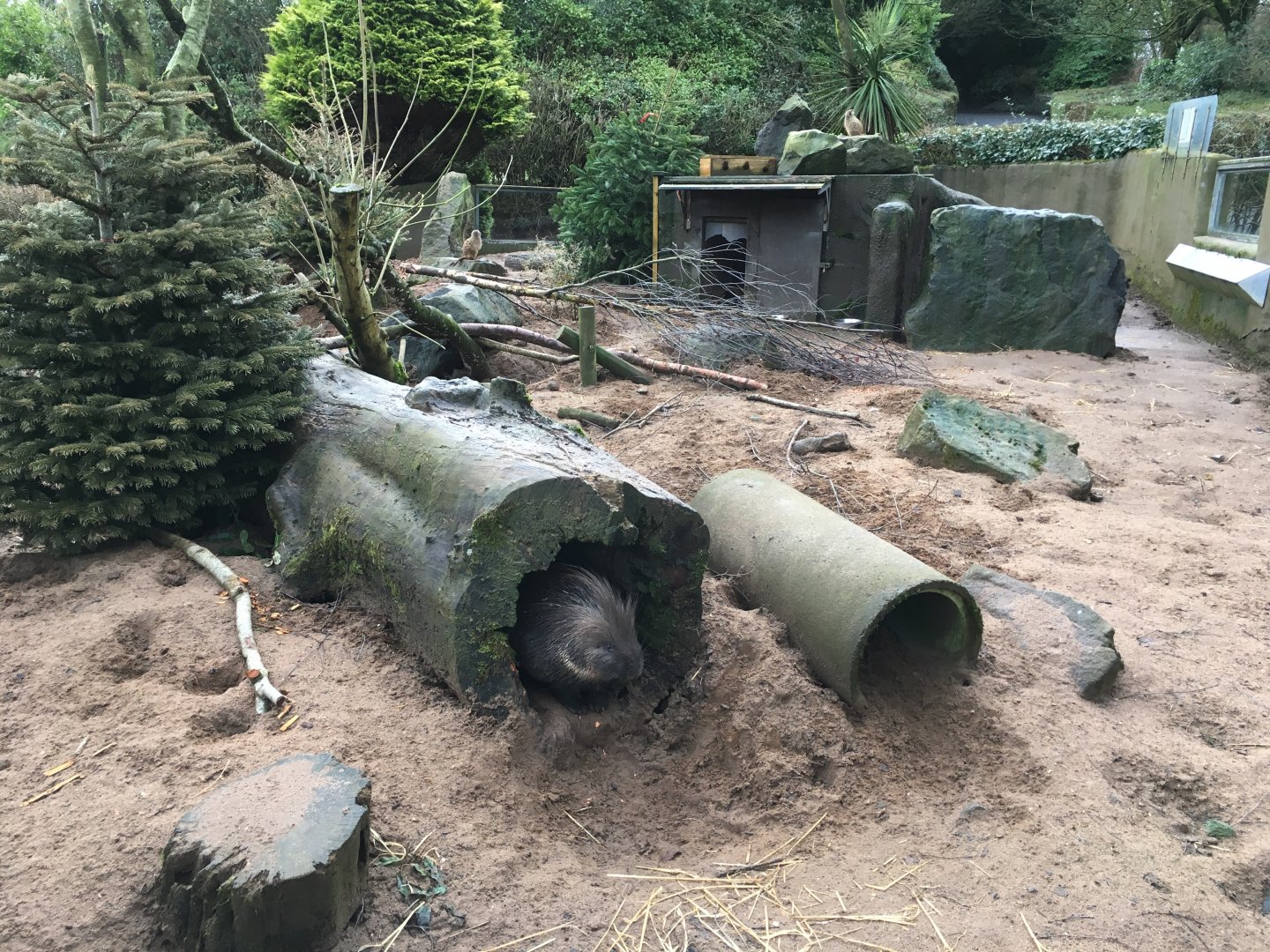 Meerkat and Cape Porcupine Exhibit