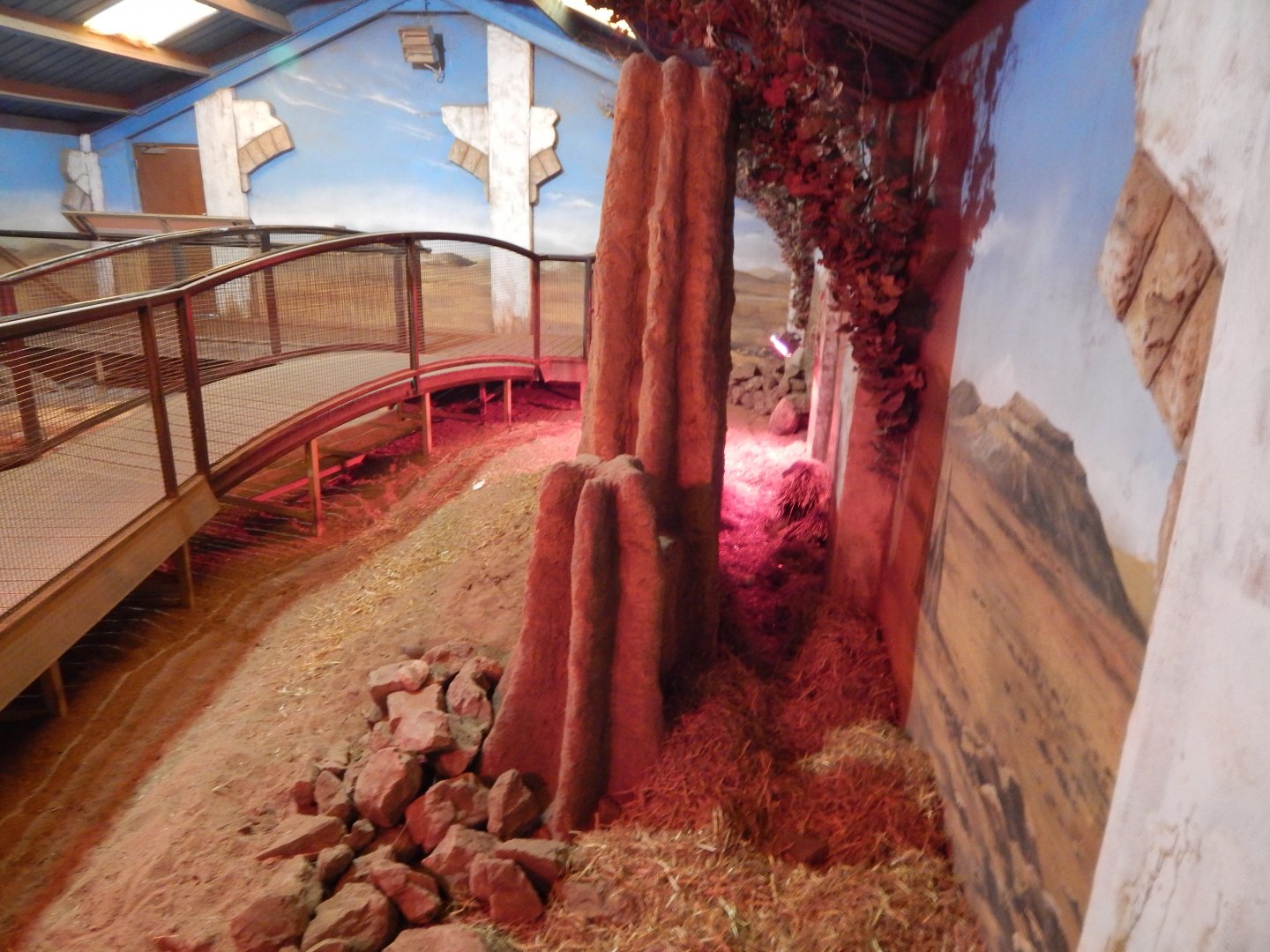 Meerkat and Cape porcupine habitat - indoors 040324