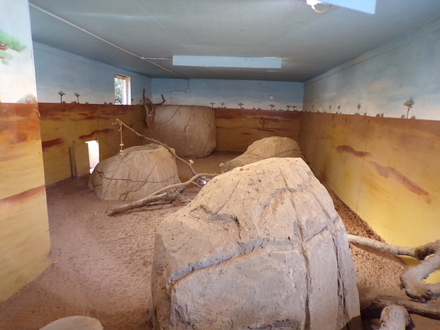 Meerkat and cape porcupine indoors 14.10.23