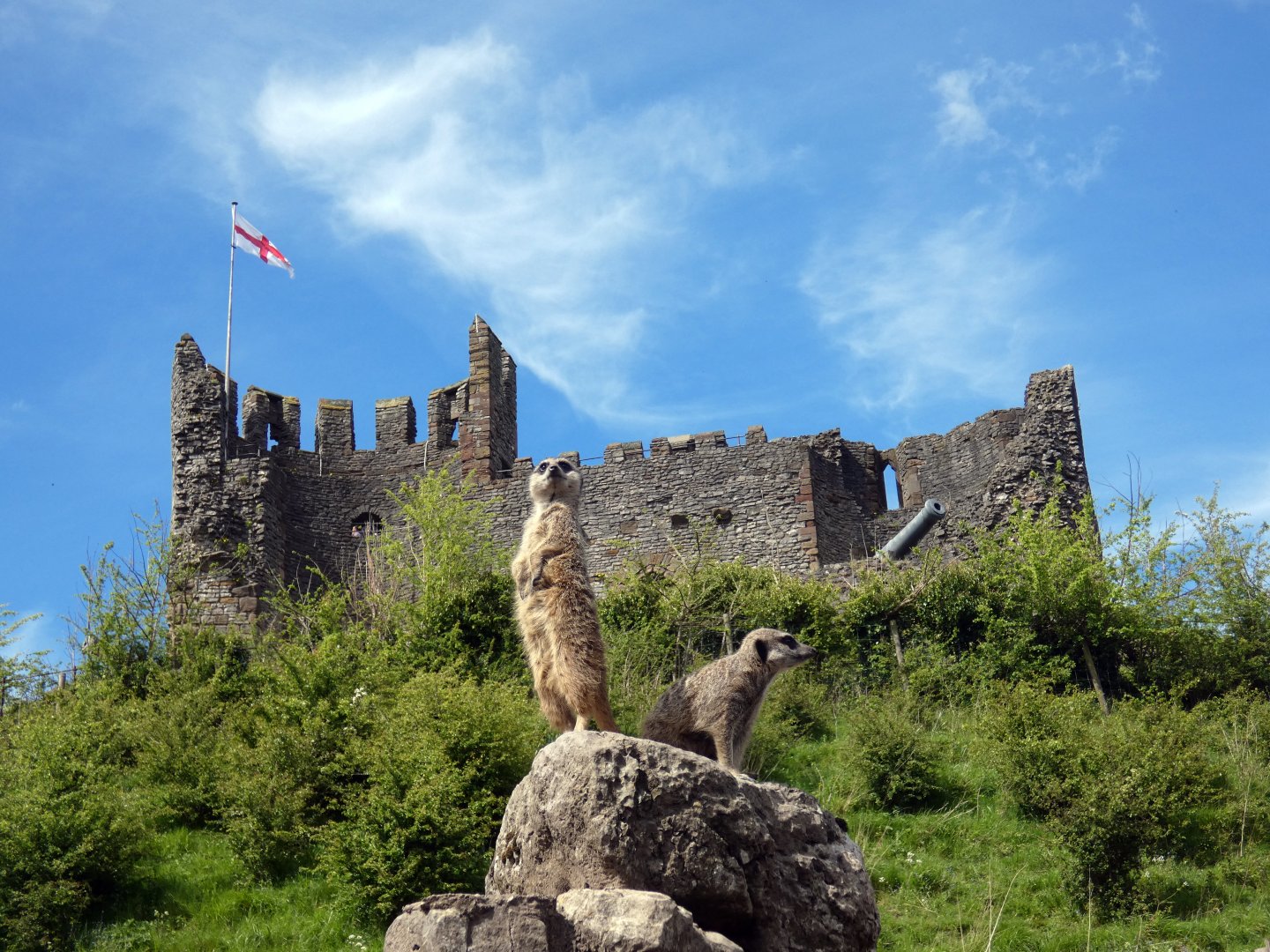 Meerkat and Castle