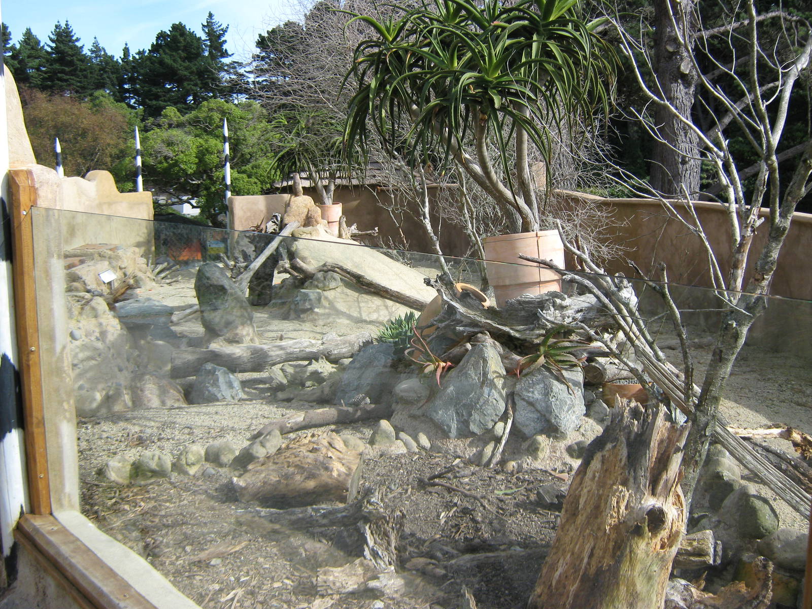 meerkat and crested porcupine enclosure